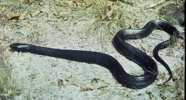 Cobra rara é encontrada no Alabama pela segunda vez em 60 anos